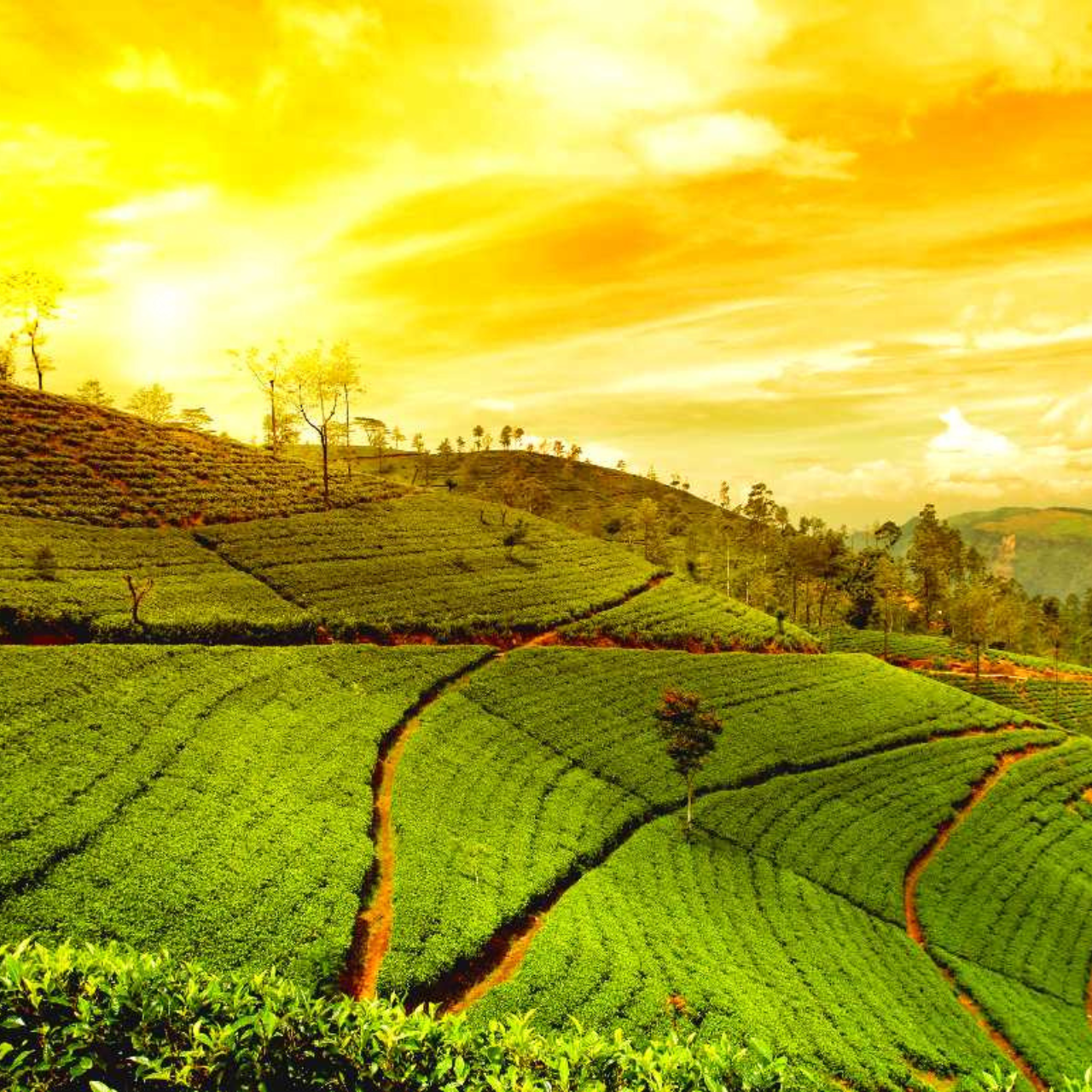 ASSAM ARUNACHAL MEGHALAYA