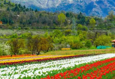 KASHMIR – TULIP FESTIVAL SPECIAL 6N 7D