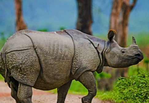 SHILLONG GUWAHATI KAZIRANGA 5N 6D